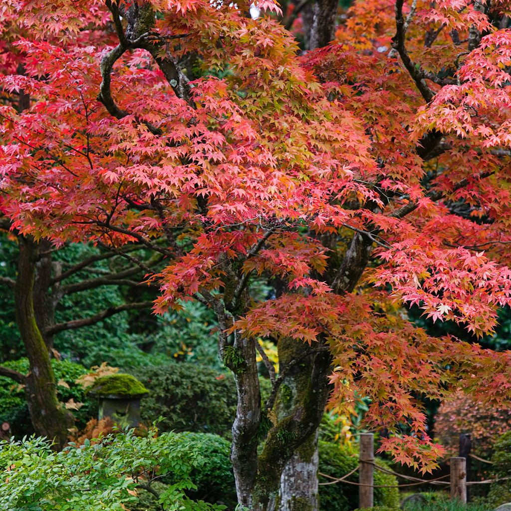 Acer palmatum - Japanese Maple