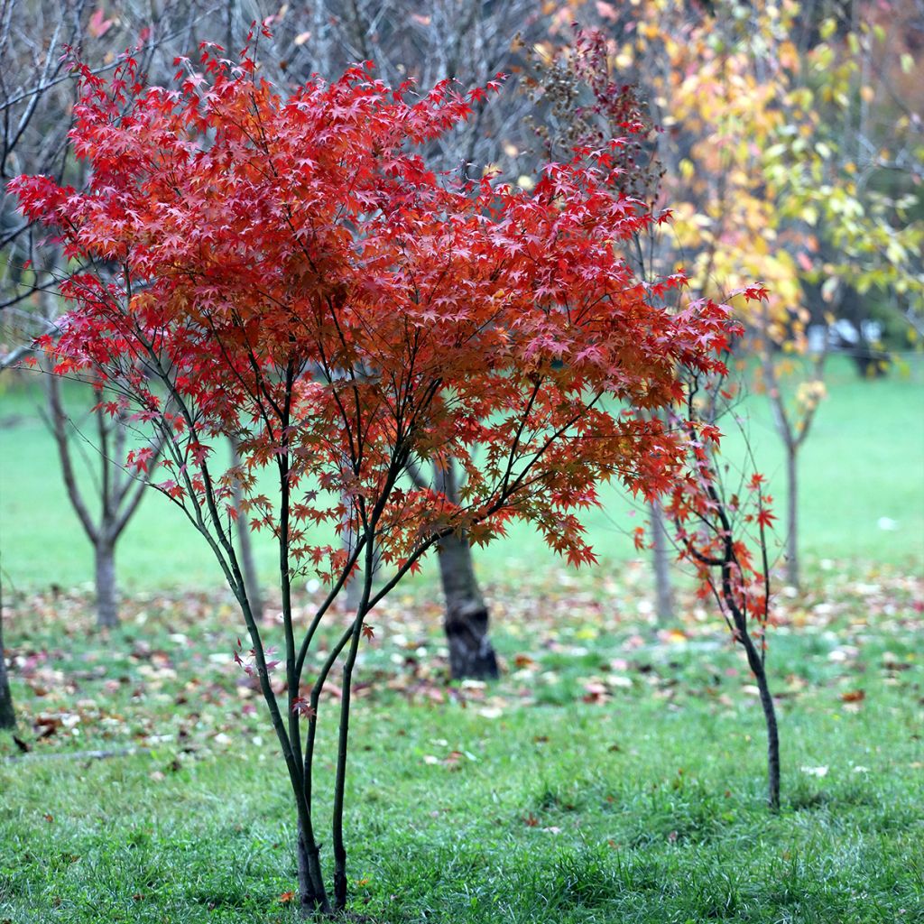 Acer palmatum - Japanese Maple