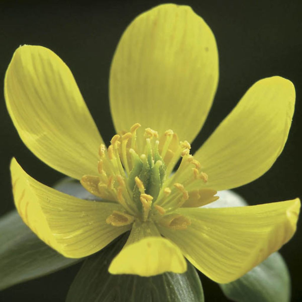 Eranthis hyemalis - Winter Aconite