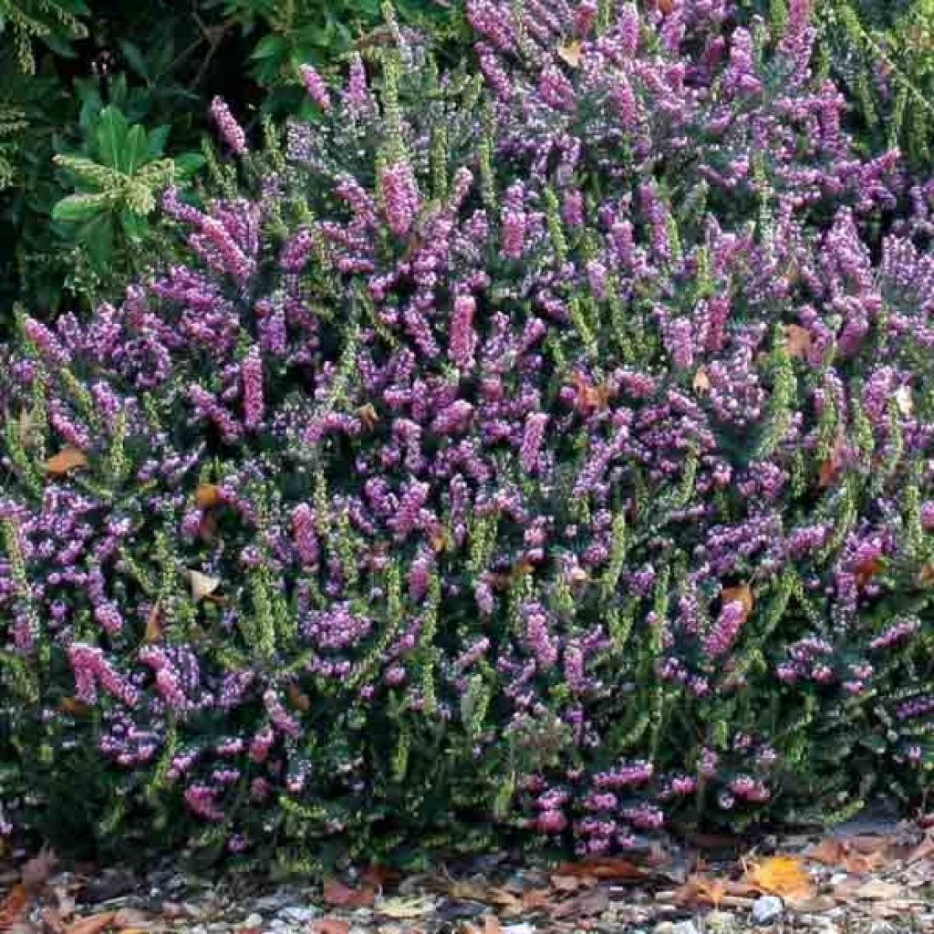 Erica darleyensis Winter Belles PhoebeWinter Heath