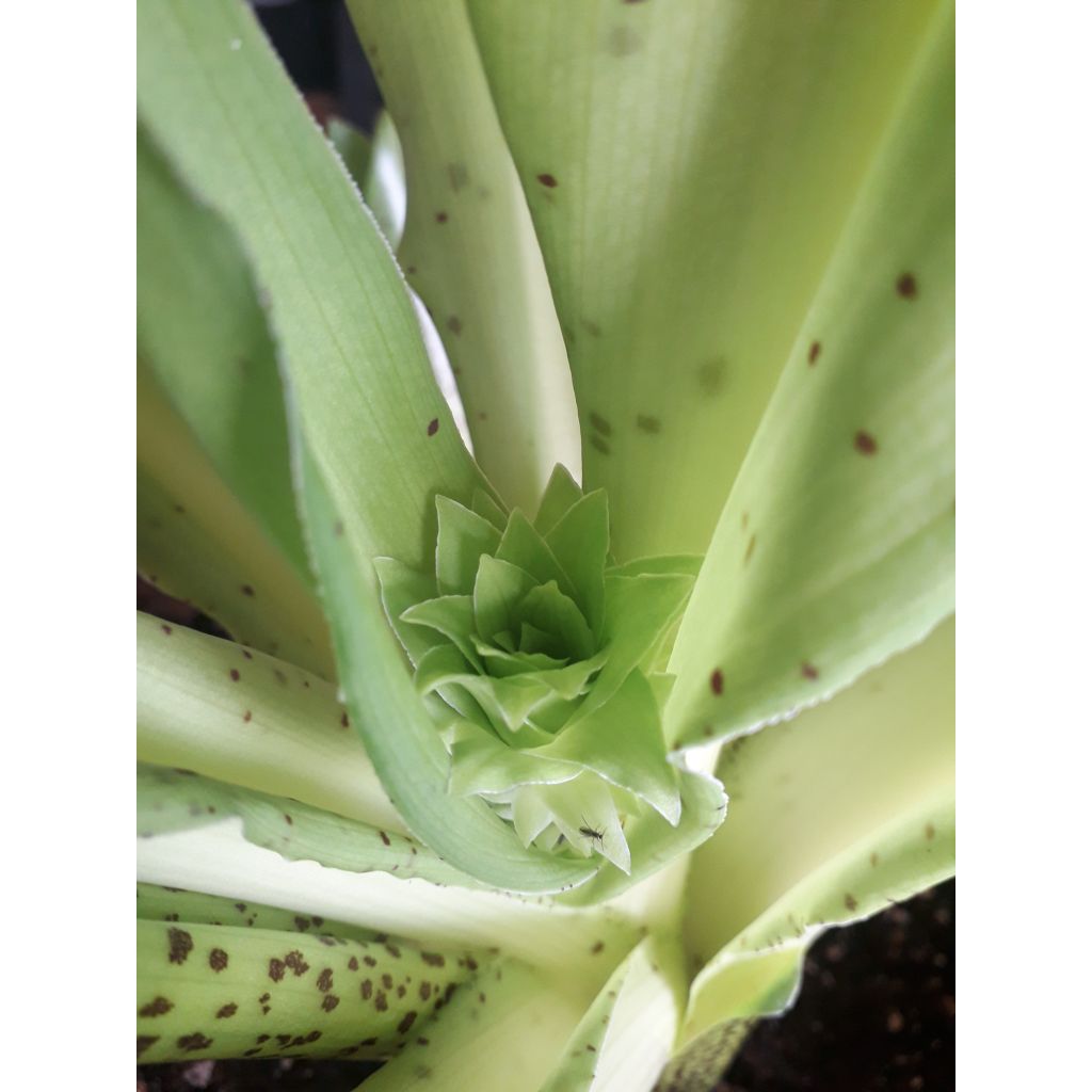 Eucomis bicolor - Variegated pineapple lily
