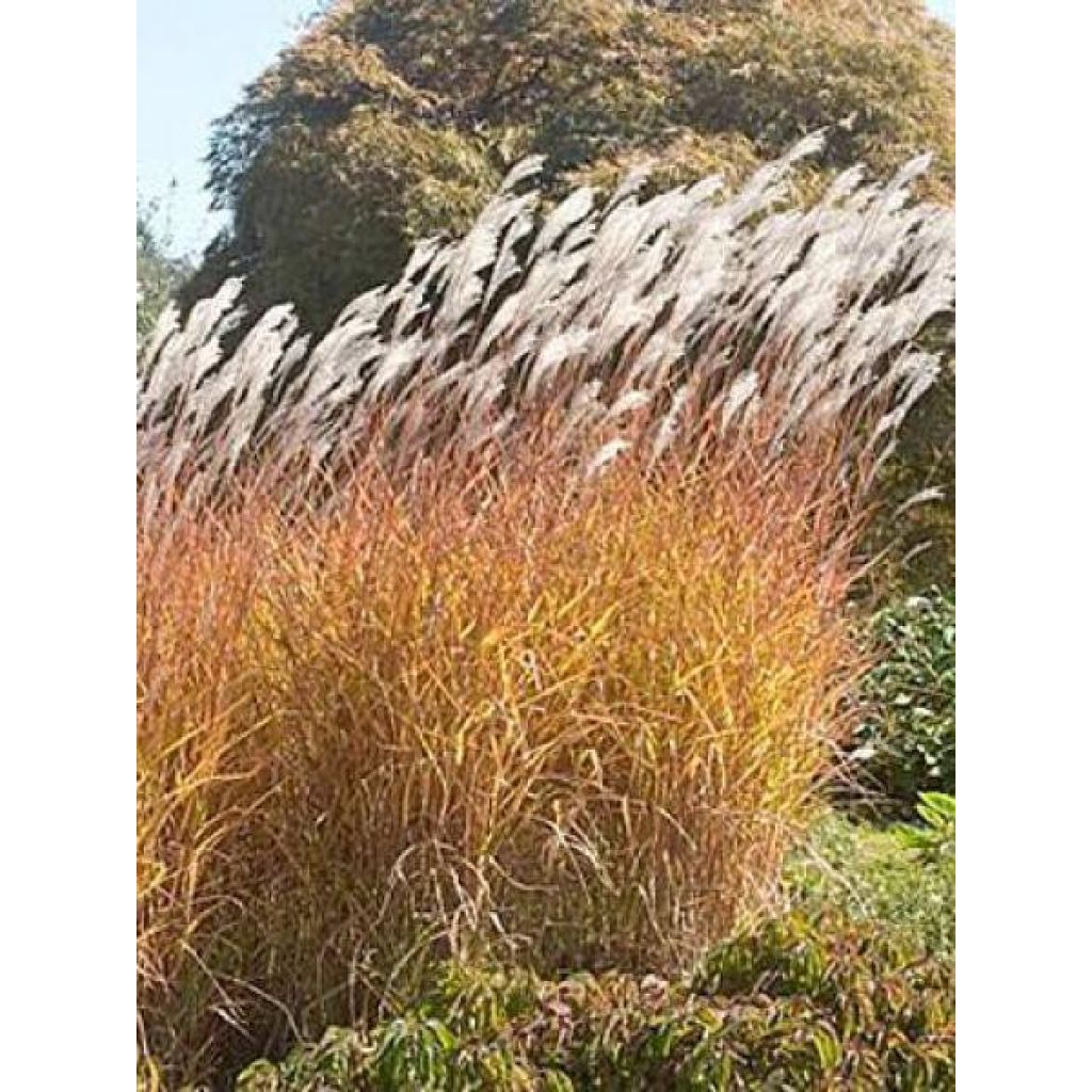 Miscanthus sinensis Purpurascens - Silvergrass