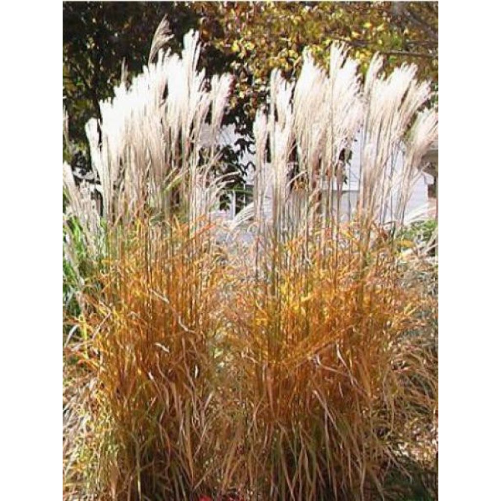Miscanthus sinensis Purpurascens - Silvergrass