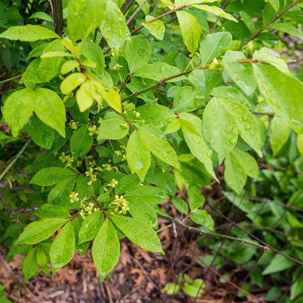 Euonymus alatus Compactus - Winged Spindle