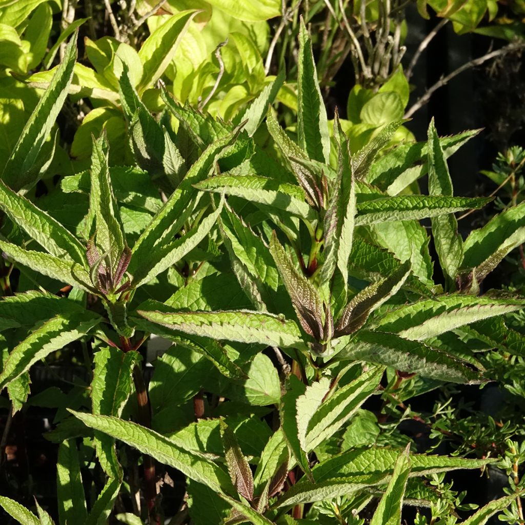 Eupatorium dubium Baby Joe