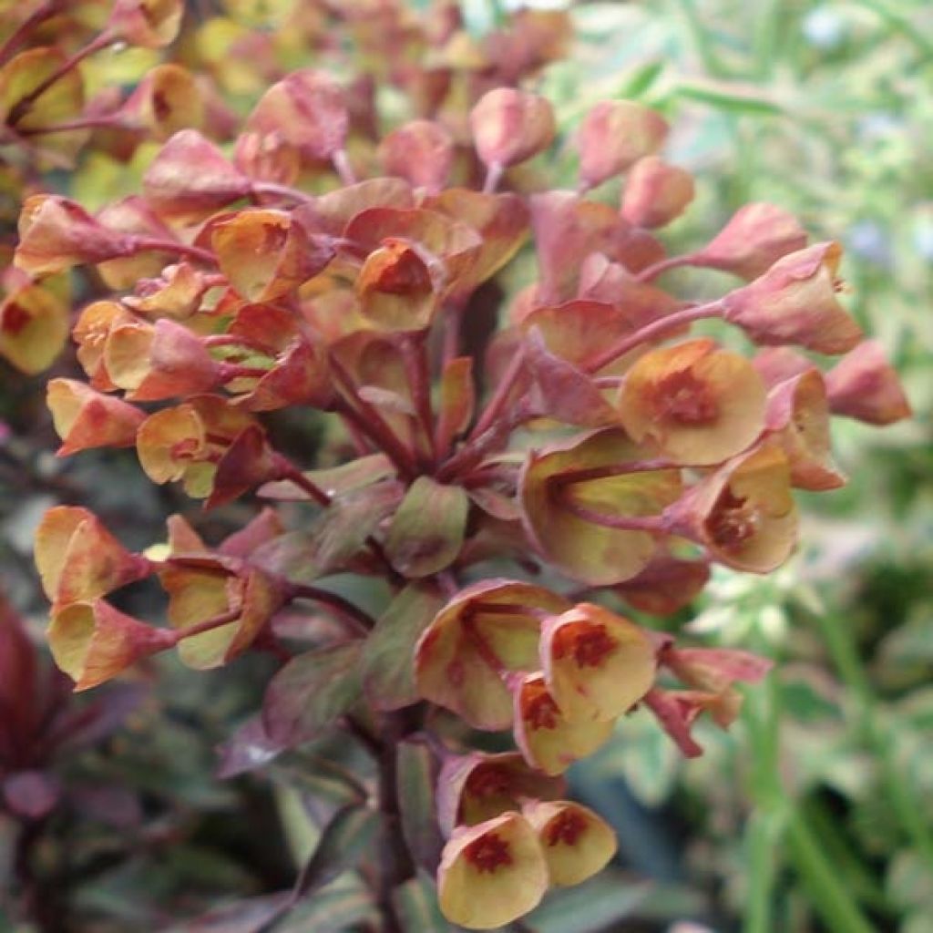 Euphorbia characias Black Bird - Spurge