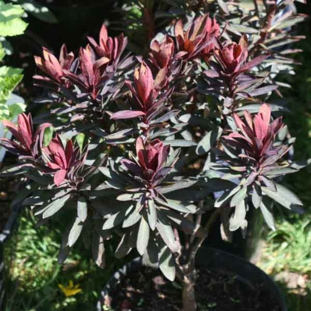 Euphorbia characias Black Bird - Spurge