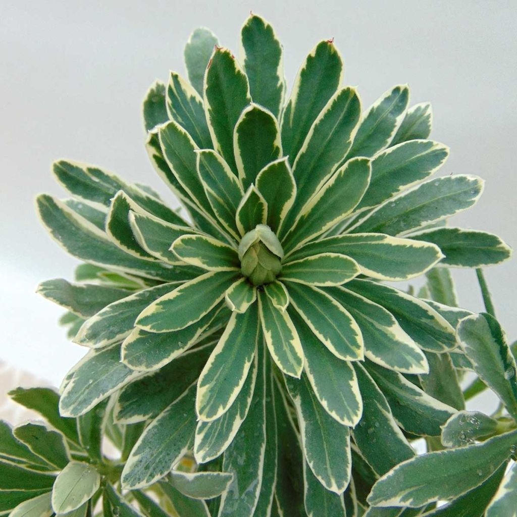 Euphorbia characias Glacier Blue - Spurge