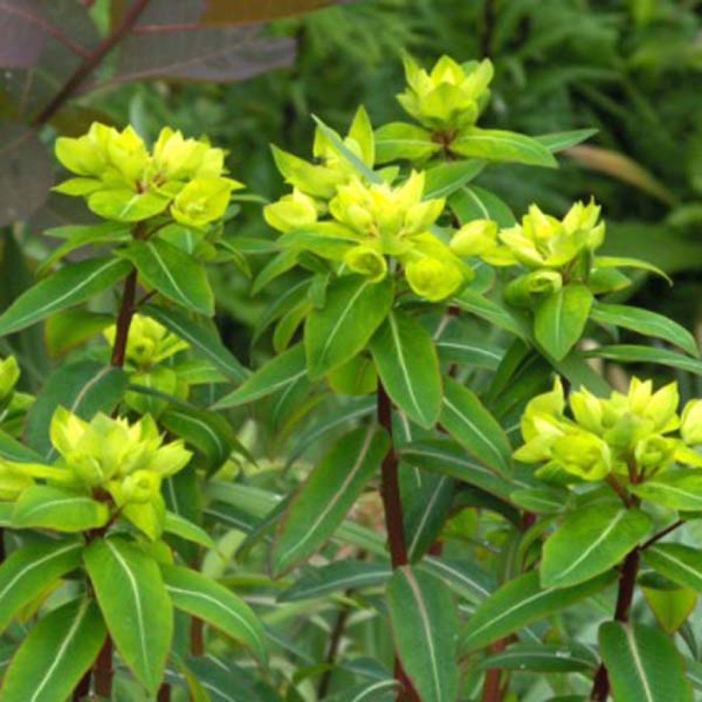 Euphorbia cornigera - Spurge