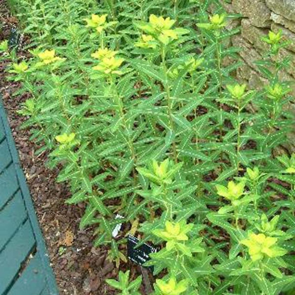 Euphorbia cornigera - Spurge
