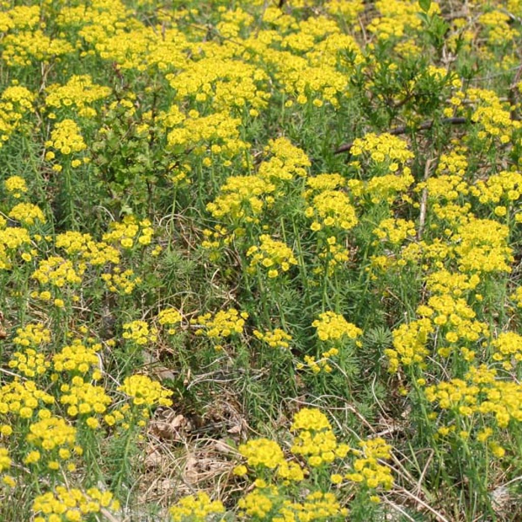 Euphorbia cyparissias - Spurge
