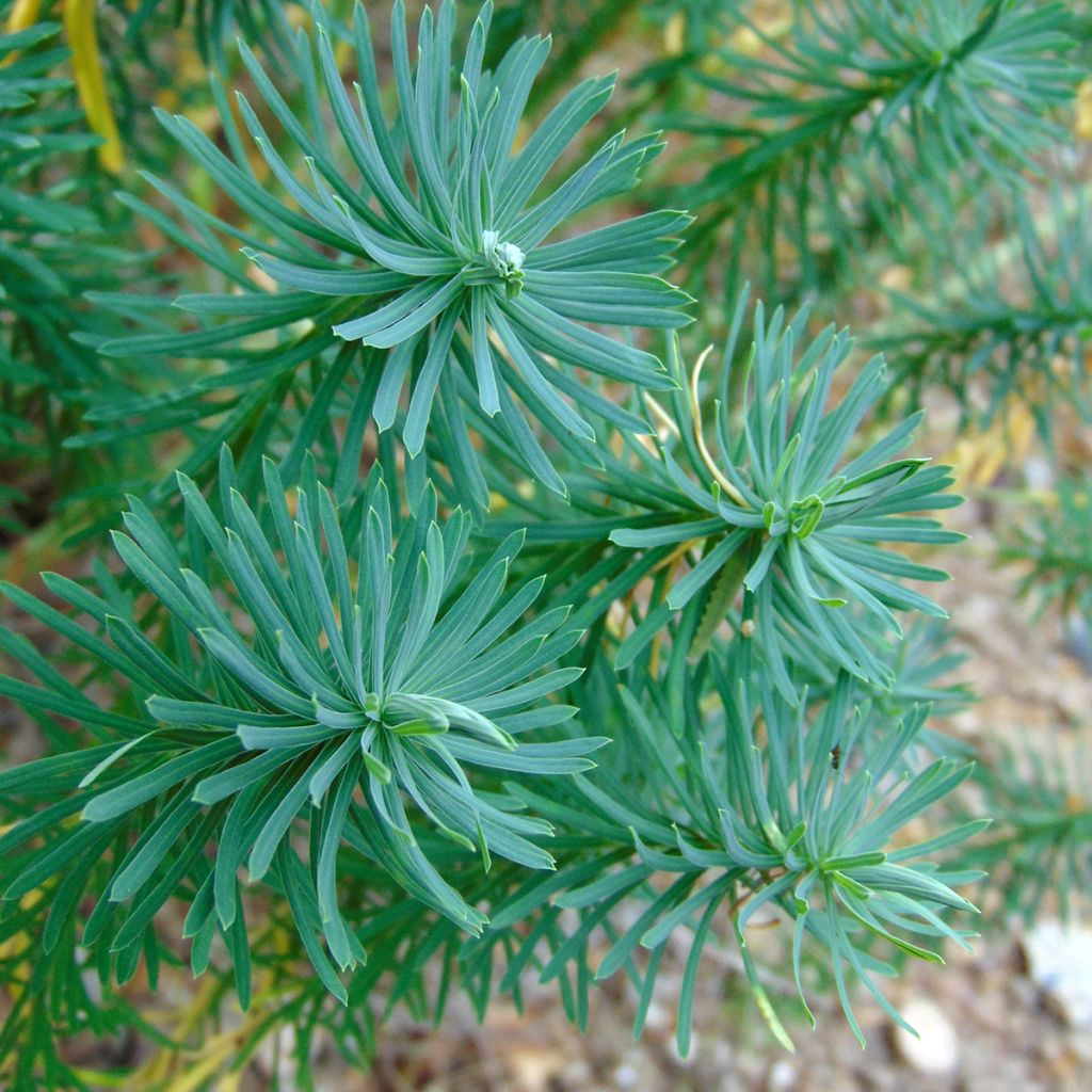 Euphorbia cyparissias - Spurge