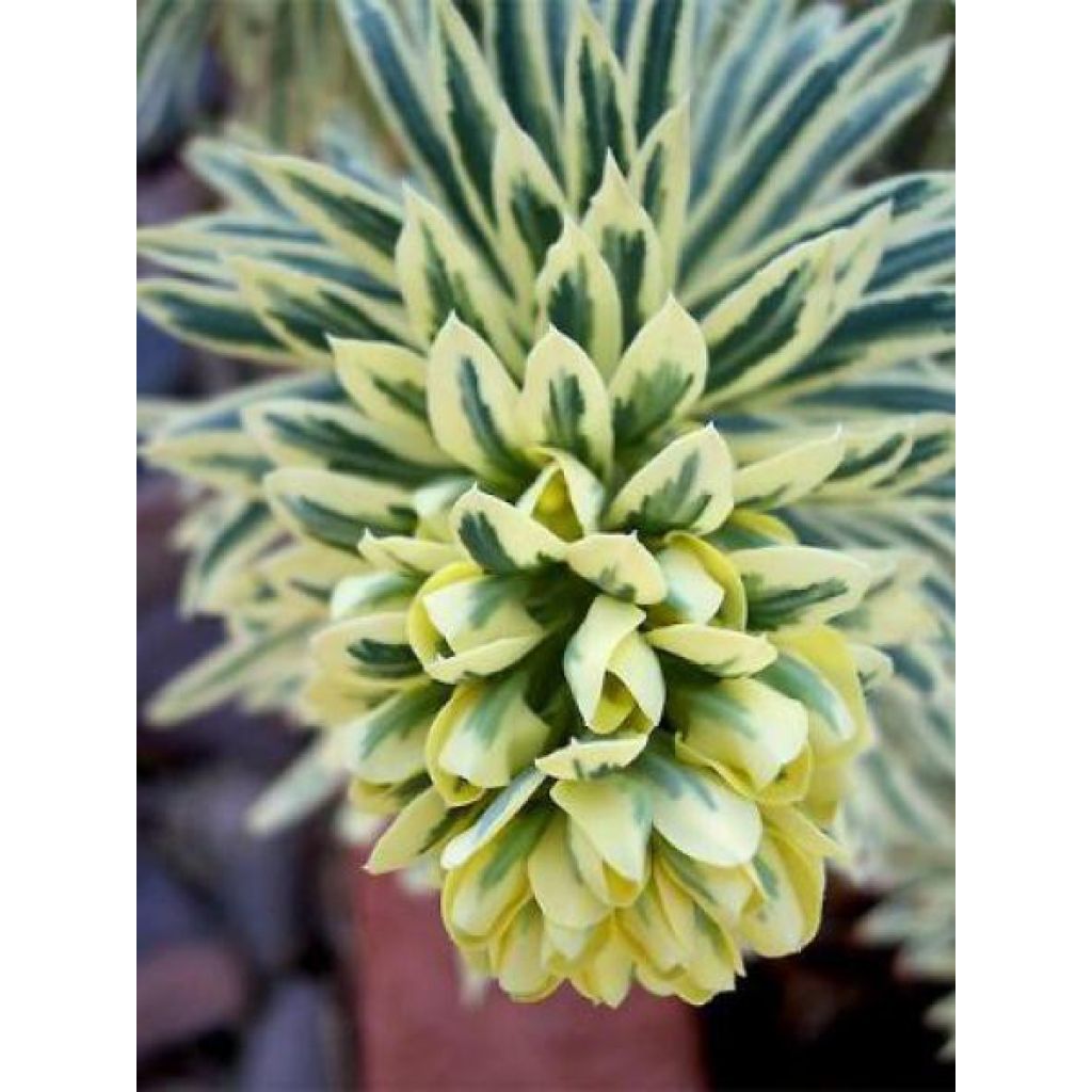 Euphorbia characias Tasmanian Tiger - Spurge