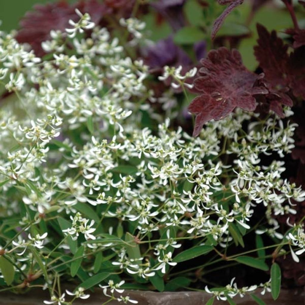 Euphorbia Diamond Frost