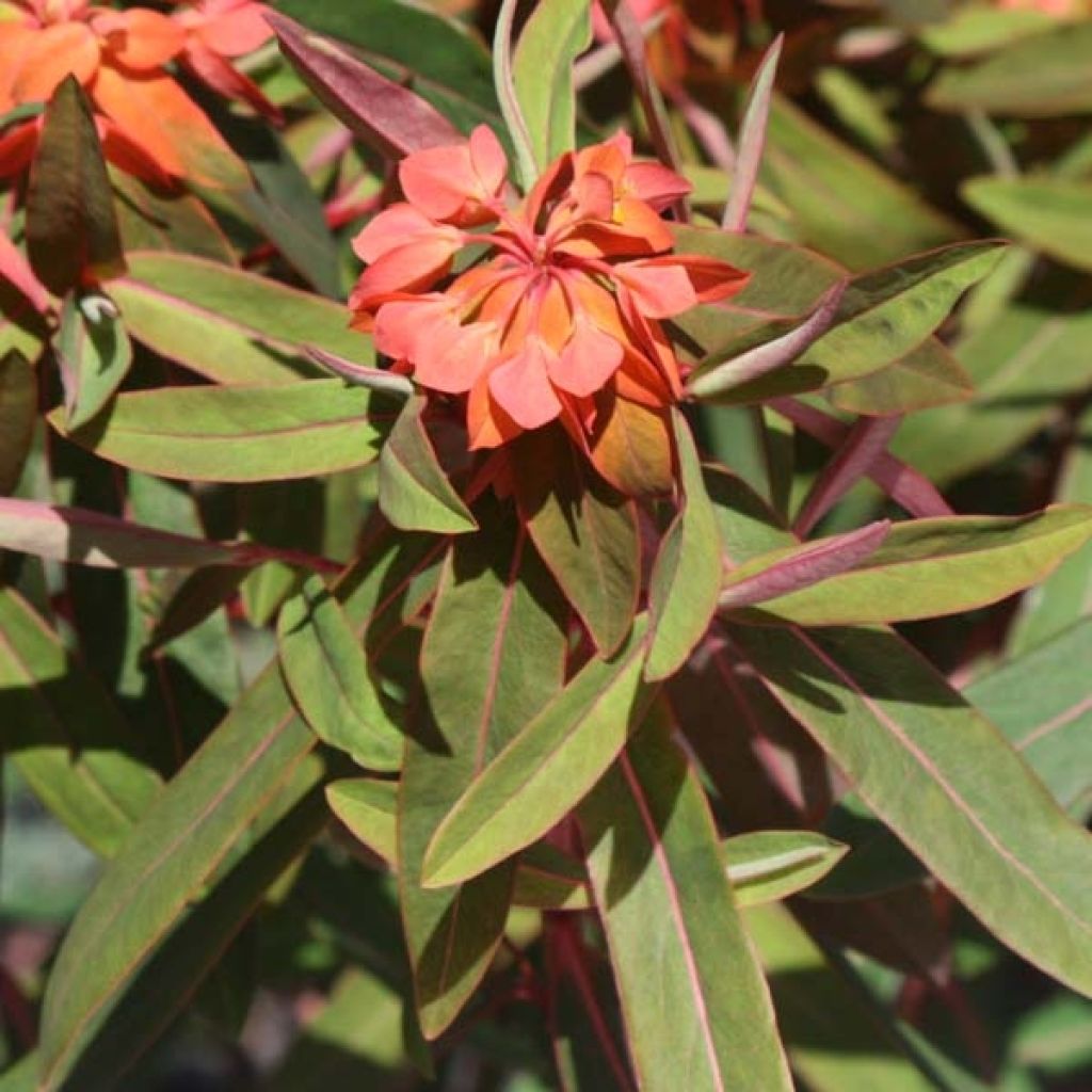 Euphorbia griffithii Fireglow - Spurge