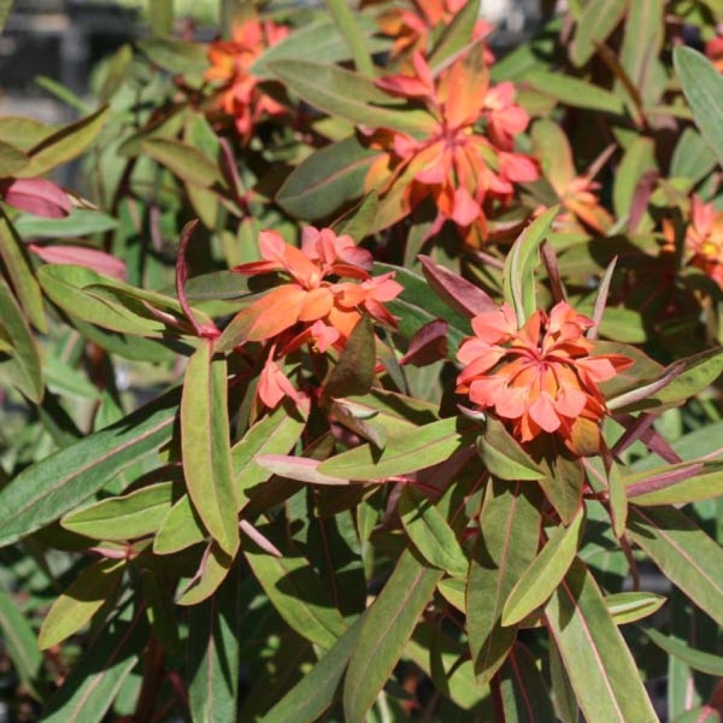 Euphorbia griffithii Fireglow - Spurge