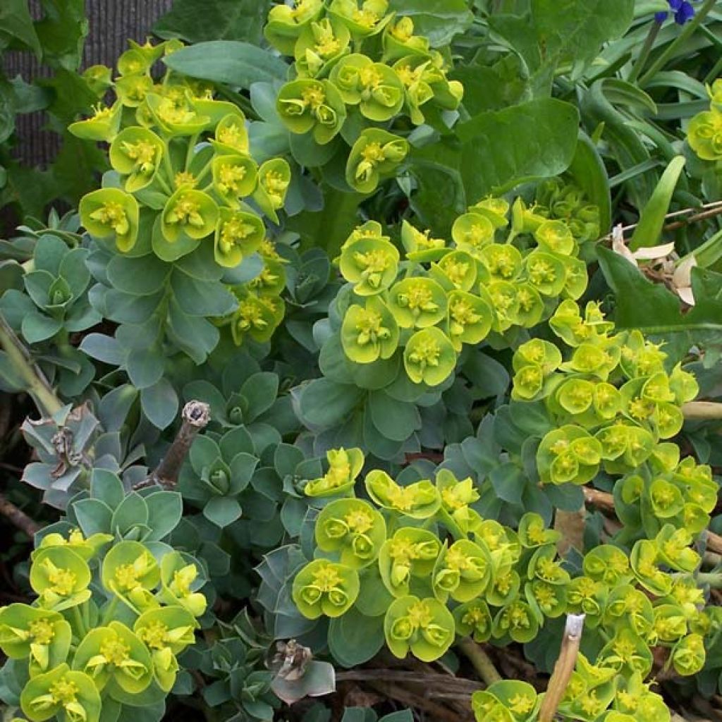 Euphorbia myrsinites - Spurge