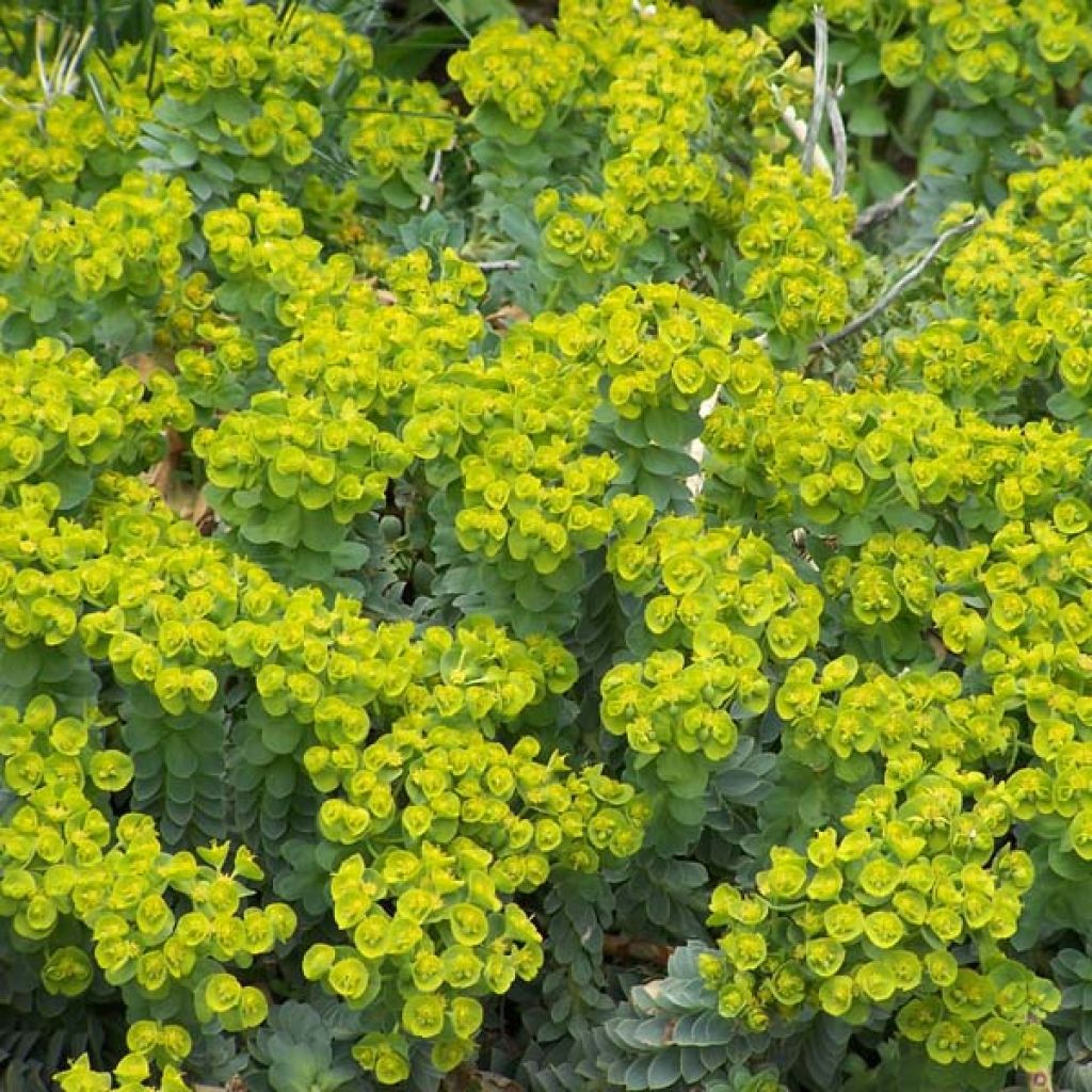 Euphorbia myrsinites - Spurge