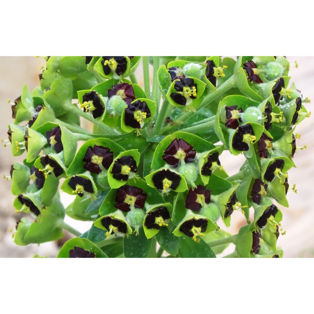 Euphorbia characias Black Pearl - Spurge