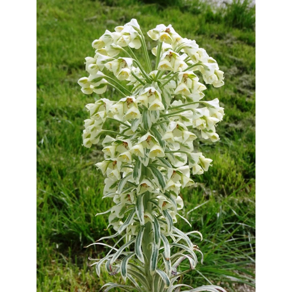 Euphorbia characias Tasmanian Tiger - Spurge