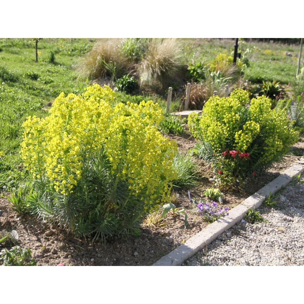 Euphorbia characias subsp. wulfenii - Spurge