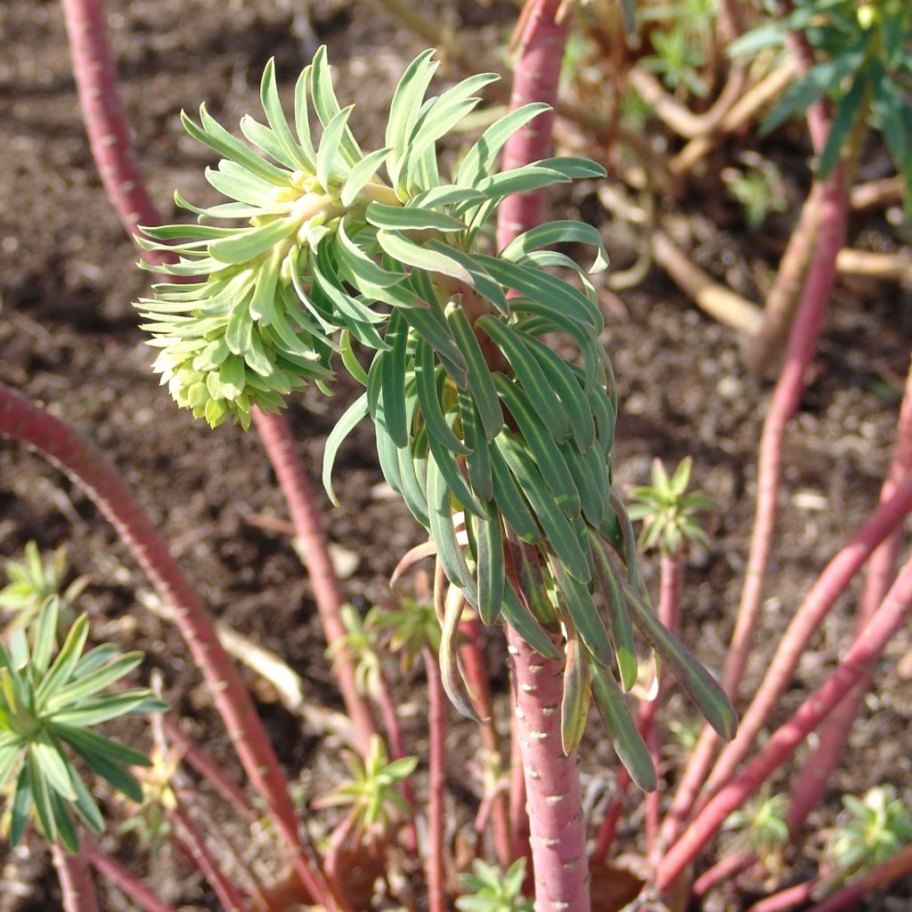 Euphorbia characias Black Pearl - Spurge