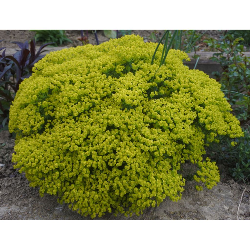Euphorbia cyparissias Fens Ruby - Spurge