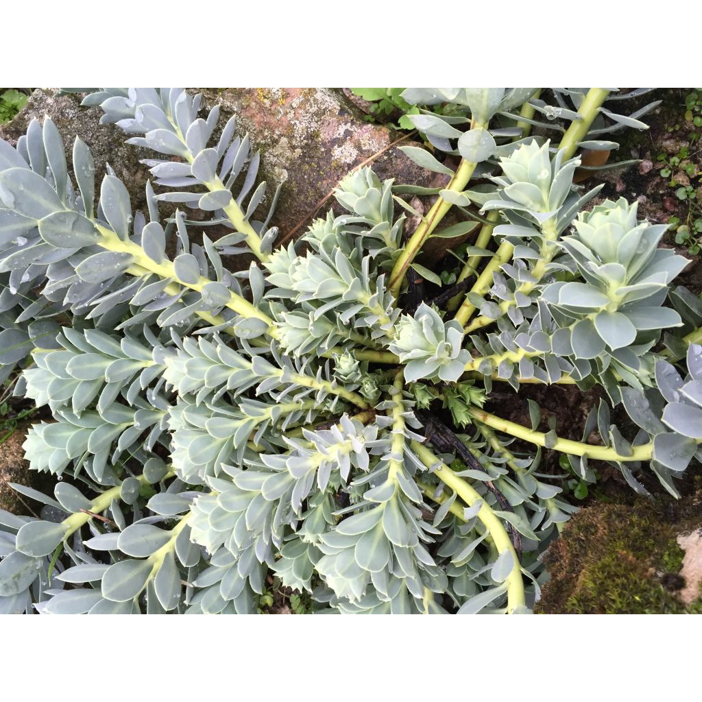 Euphorbia myrsinites - Spurge