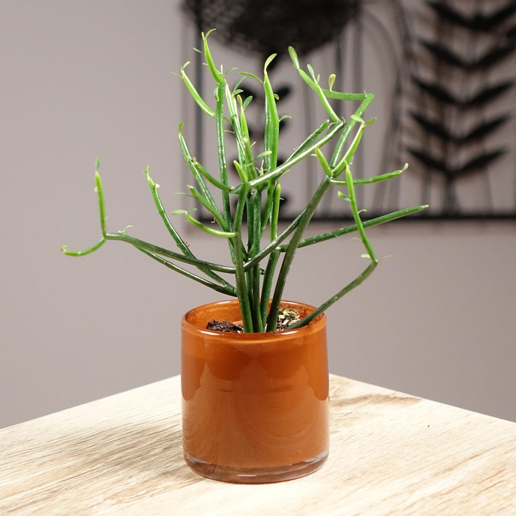 Euphorbia tirucalli - Pencil cactus