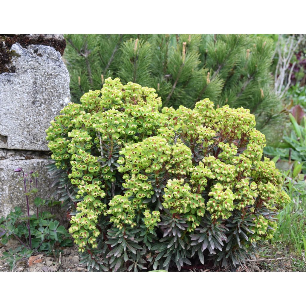 Euphorbia martinii Baby Charm - Spurge