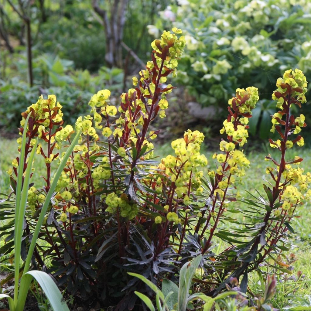 Euphorbia amygdaloides Purpurea - Spurge