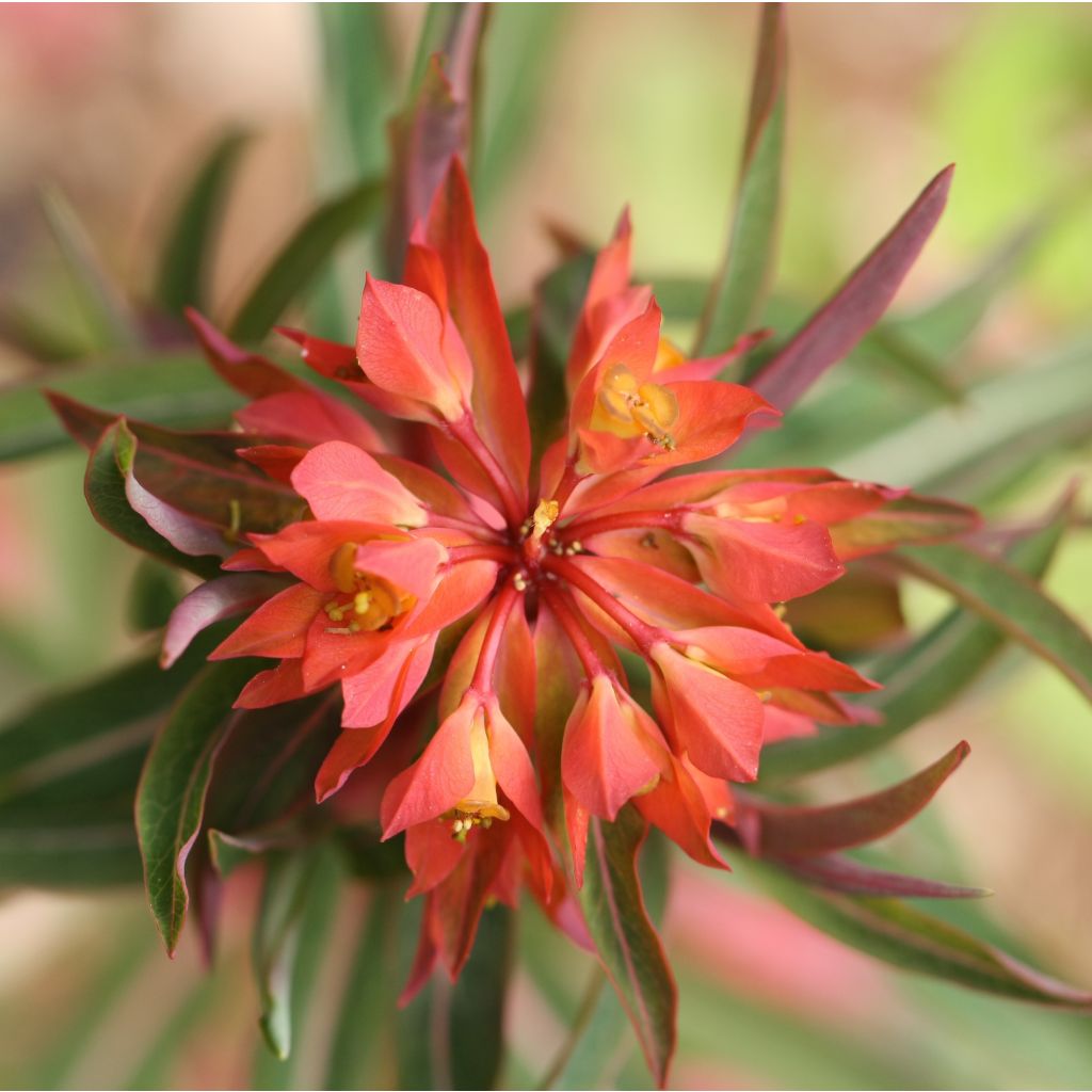 Euphorbia griffithii Fireglow - Spurge