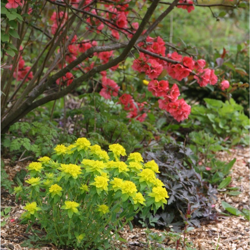 Euphorbia polychroma - Spurge