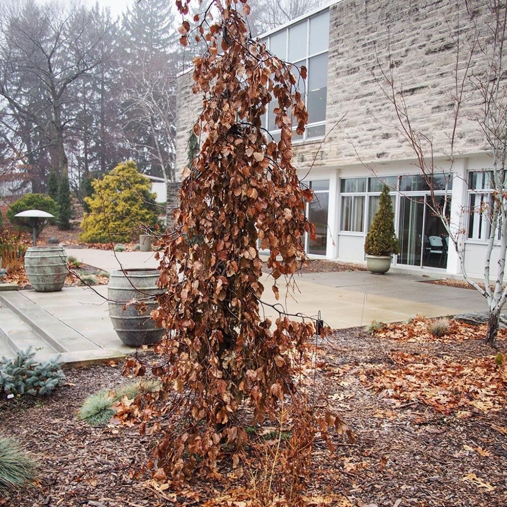 Fagus sylvatica Purple Fountain - Beech