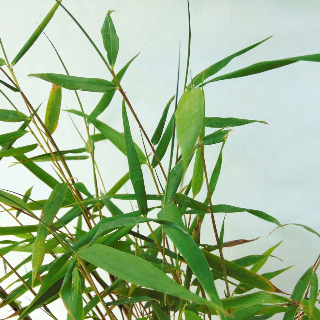 Fargesia scabrida Asian Wonder - Non-running Bamboo