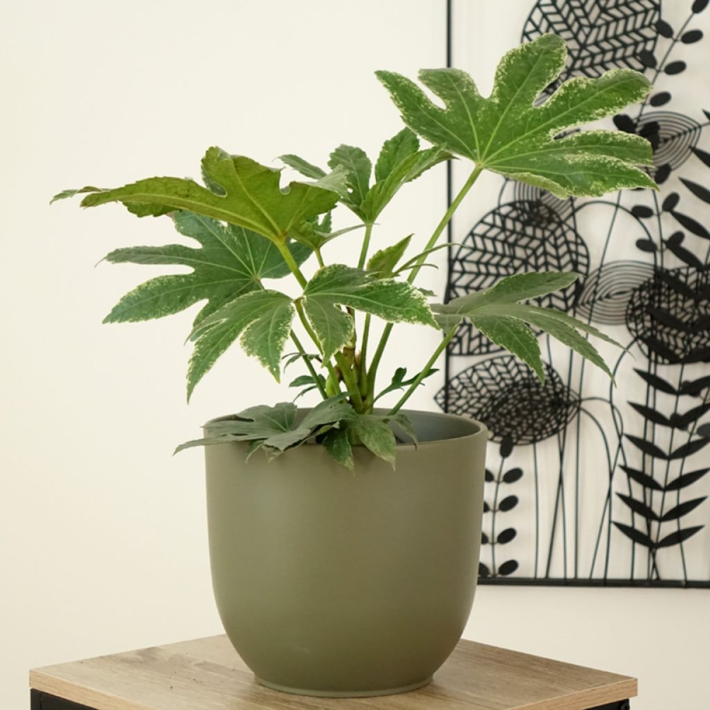 Fatsia japonica Spiders Web - Variegated False Aralia