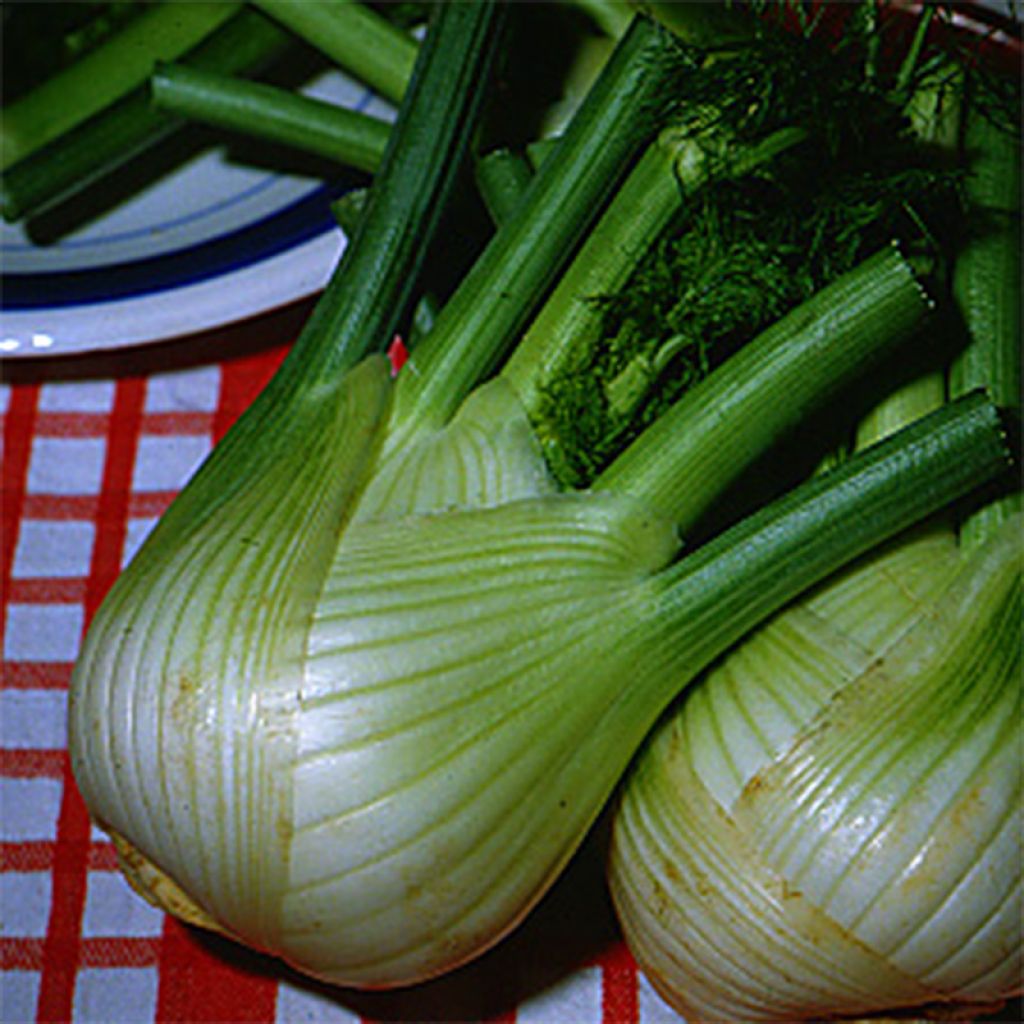 Organic Fennel Early Summer Sweet - Ferme de Sainte Marthe seeds - Foeniculum dulce