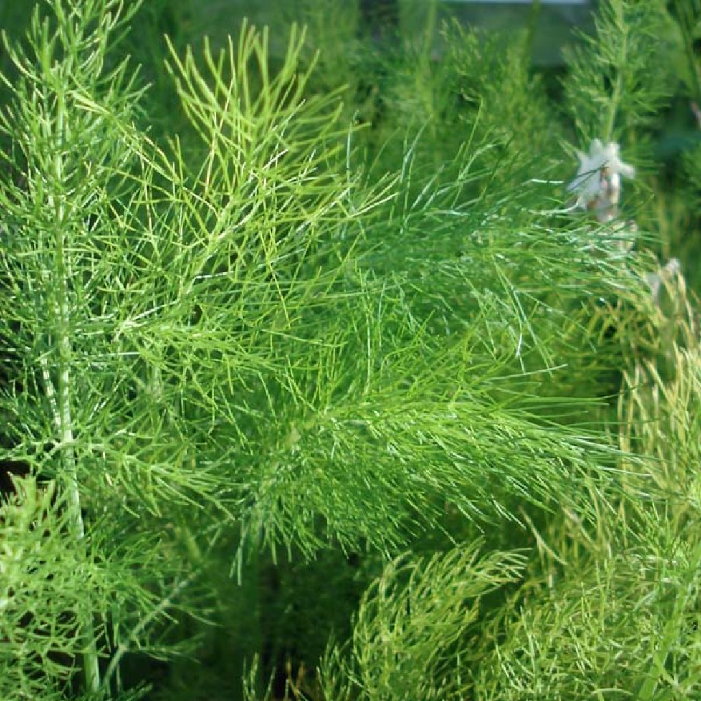 Foeniculum vulgare