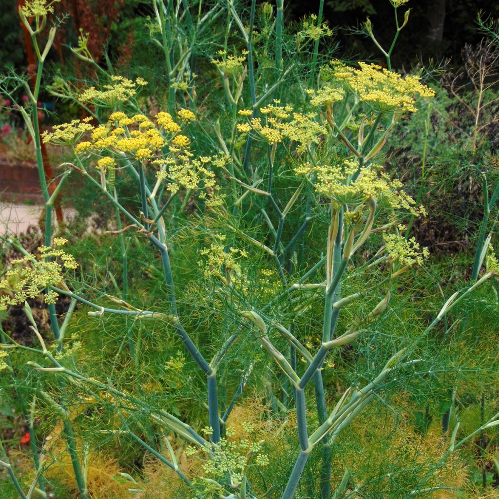 Foeniculum vulgare
