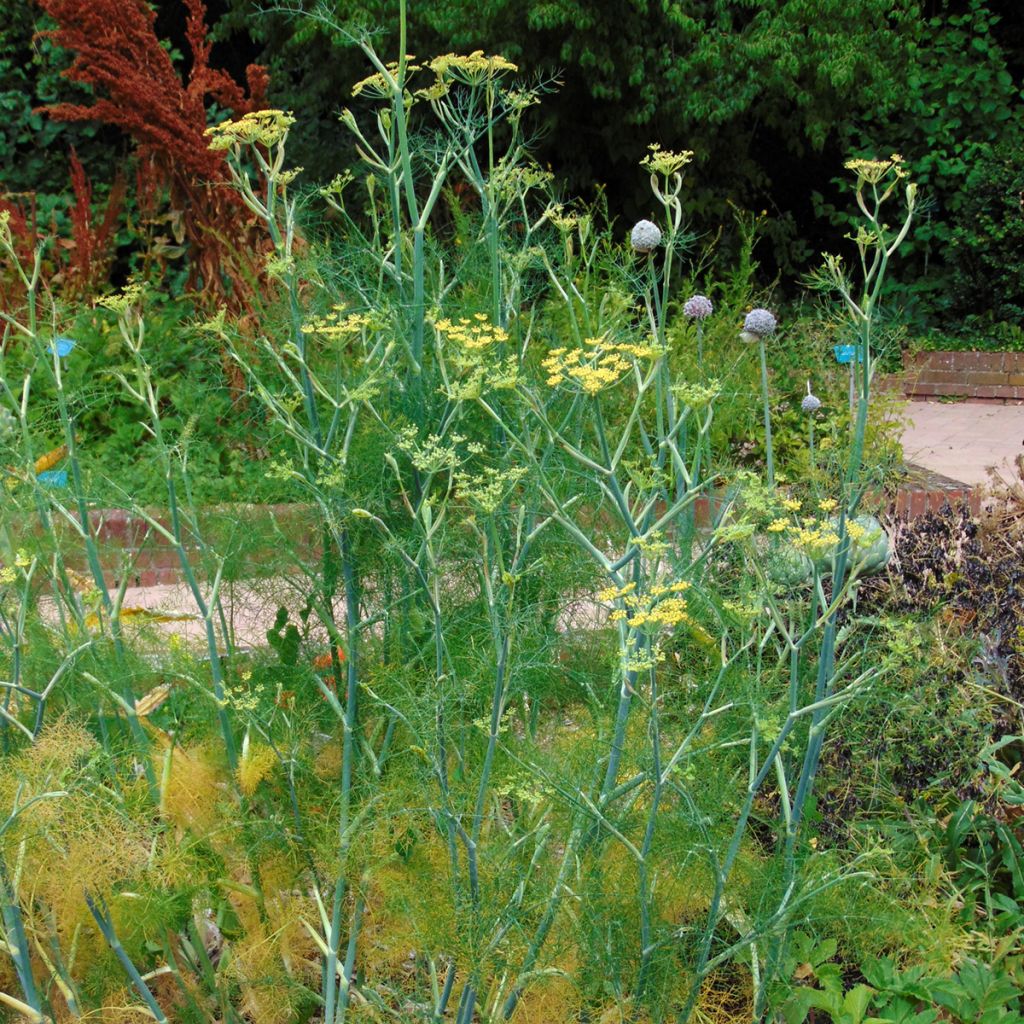 Foeniculum vulgare