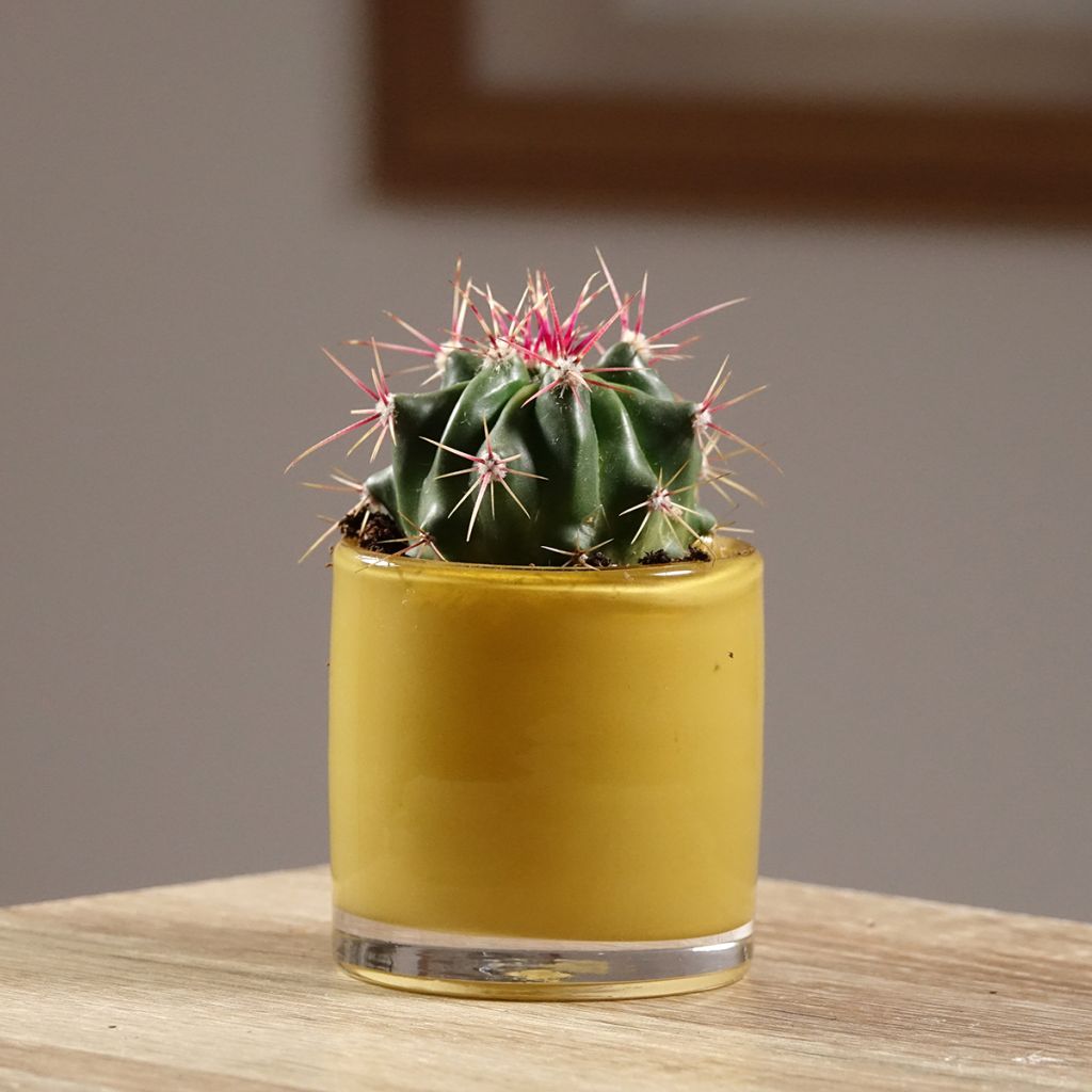 Ferocactus latispinus - Devil's tongue barrel cactus
