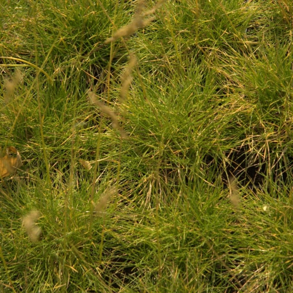 Festuca glauca Golden Toupee