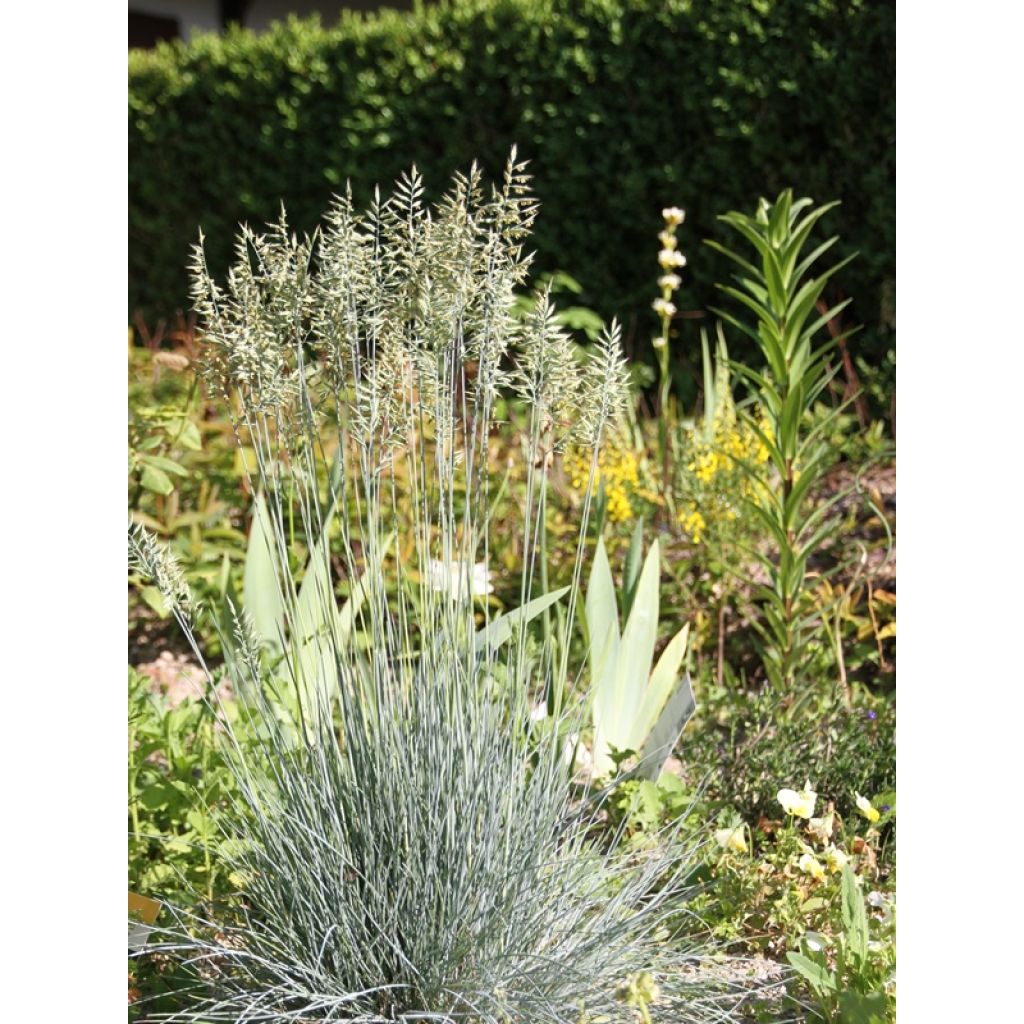 Festuca ovina var. glauca