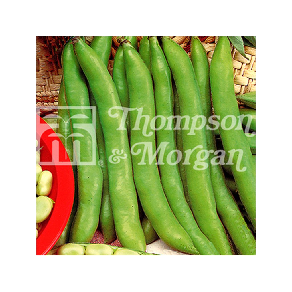 Broad bean Masterpiece Green Longpod