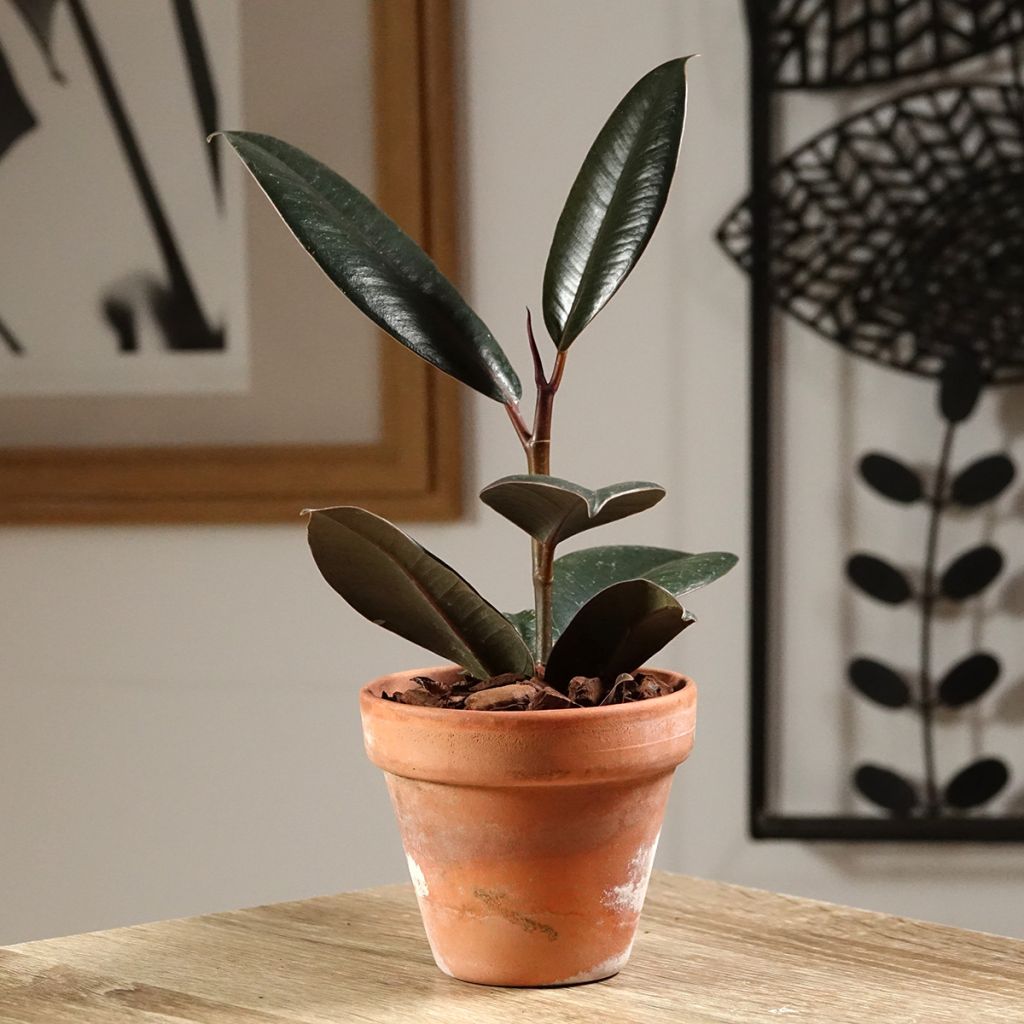 Ficus elastica Abidjan  - Rubber plant