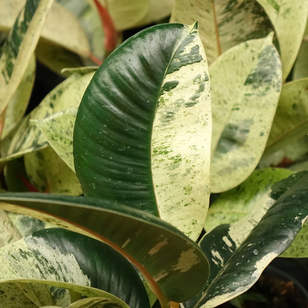 Ficus elastica Shivereana - Rubber plant