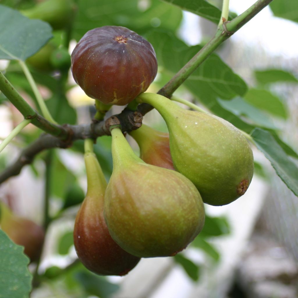 Fig Tree Goutte D'Or- Ficus carica