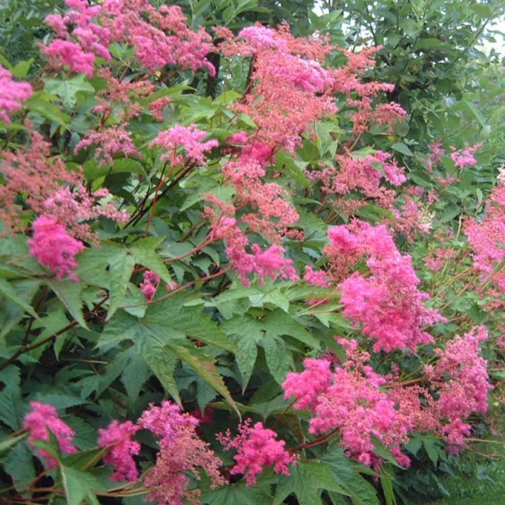 Filipendula purpurea - Purple Meadowsweet