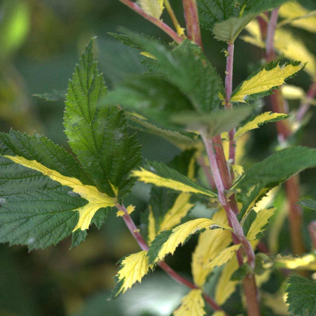 Filipendula ulmaria Variegata