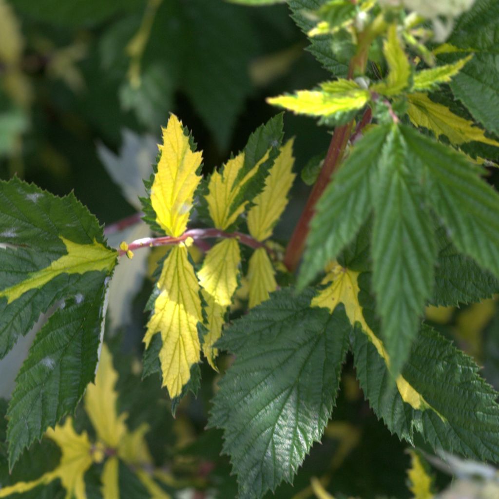 Filipendula ulmaria Variegata